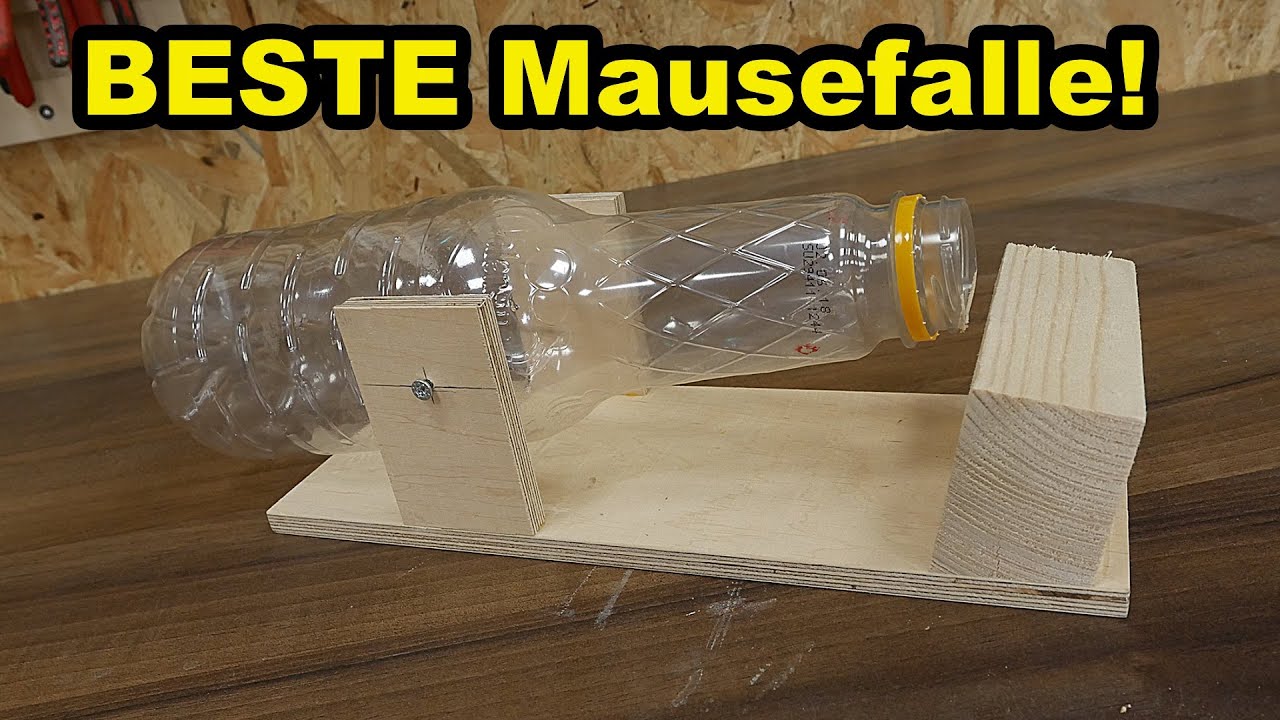 Mit dieser Mausefalle fängst du sie alle LEBENDIG