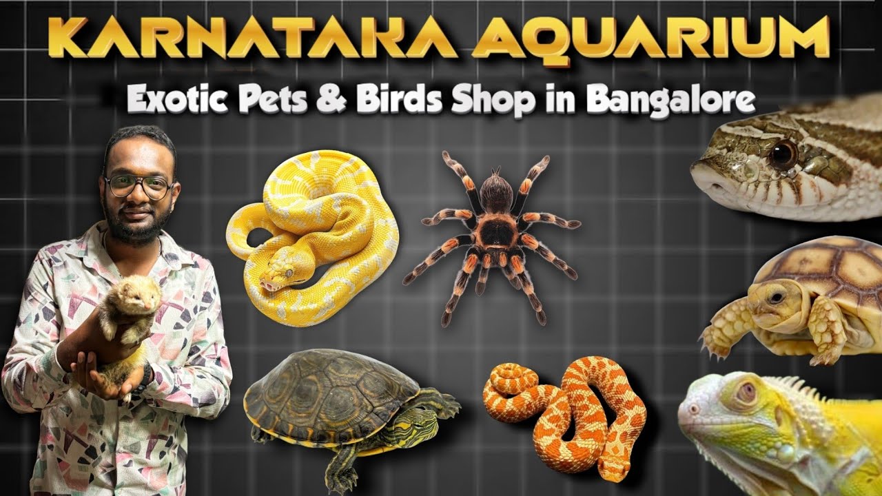 Exotic Pet Shop in Bangalore💥 | Turtles, Snakes, Tarantula, Iguana & Monitor 😱 | Karnataka Aquarium📍