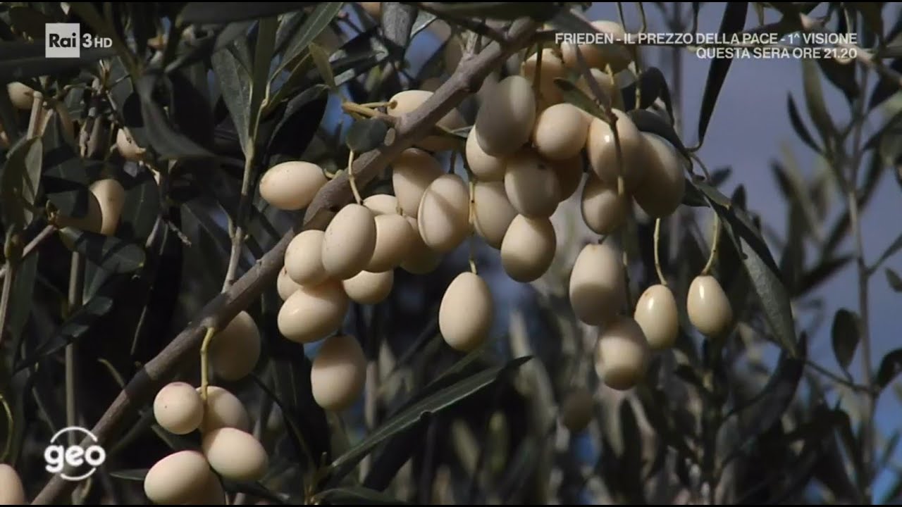 L' oliva bianca di Calabria