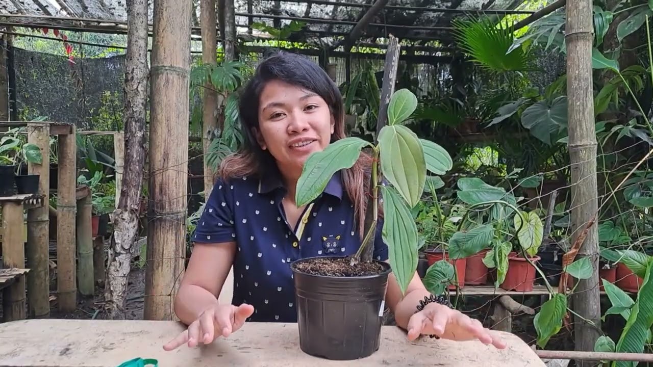 Medinilla Magnifica                                 SERIES: One Year Plant Update