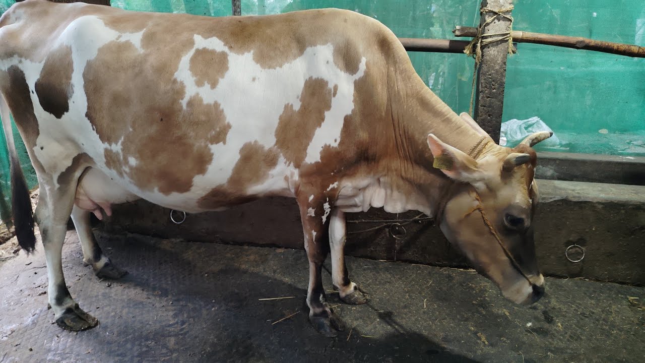 ചക്കരക്കു ഹോമിയോ മരുന്ന് കൊടുത്തു 