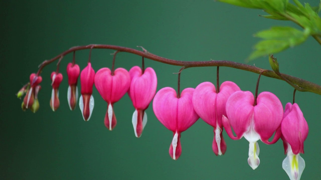 4K Bleeding Heart Flower Frame TV Art 💖 Aesthetic Nature Background | Samsung Frame TV Decor Video ✨