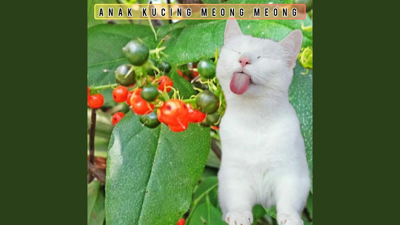 Anak Kucing Meong Meong