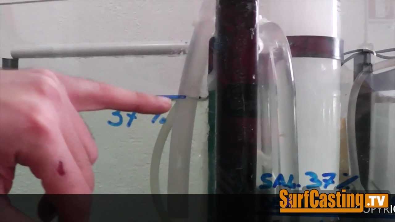 COME CONSERVARE PER LUNGO TEMPO LE ESCHE VIVE DA PESCA con canne IN MARE (parte 1) | SurfCasting TV