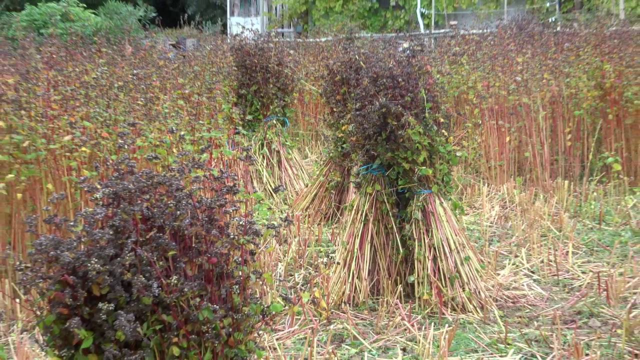 Moisson Sarrasin (bl&eacute; noir) 26 sept Lanester