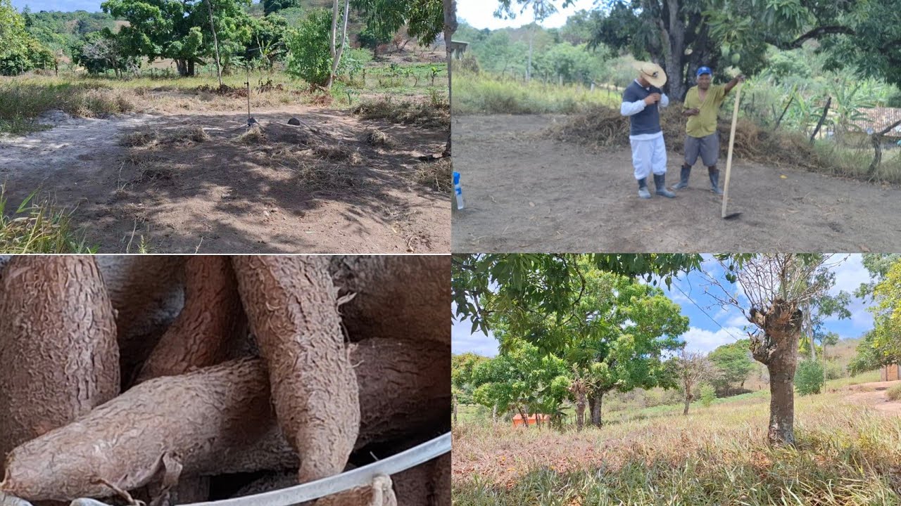 SEU SEVERINO VEIO CAPINAR PARA PLANTAÇÃO DA BATATA DOCE  RAINHA ISABEL PE 
