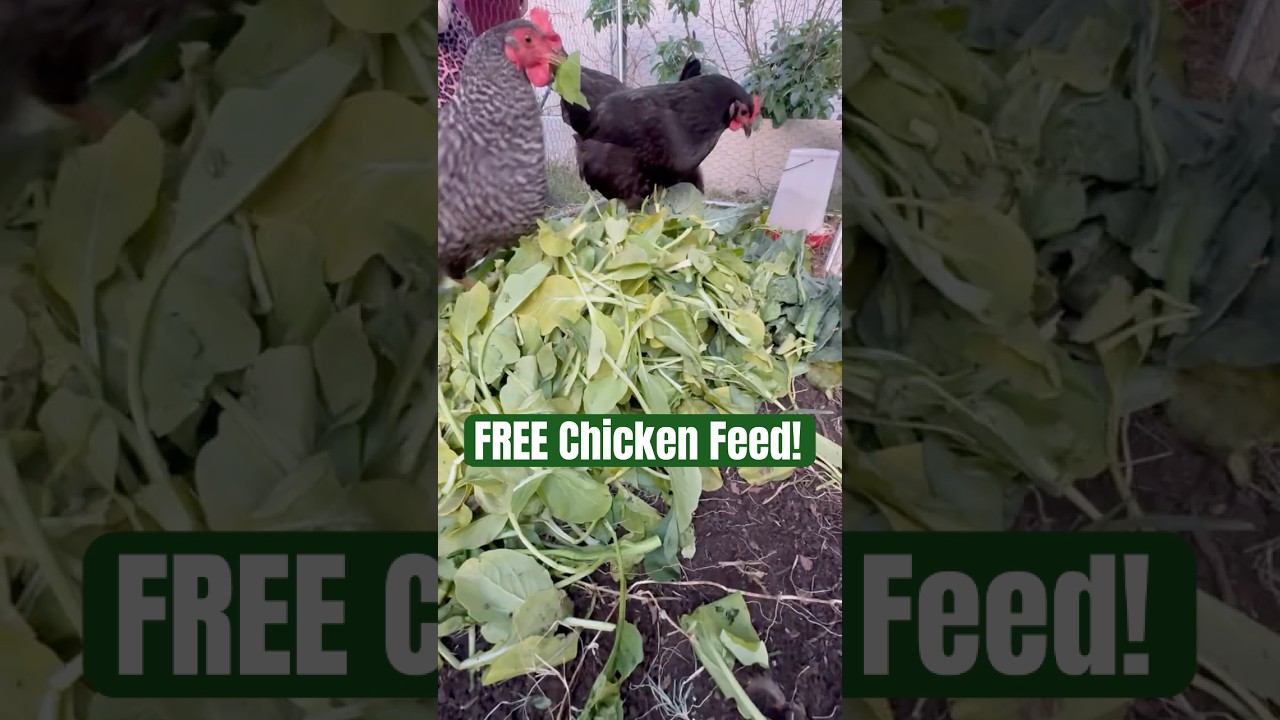 Stop Wasting Money on Chicken Feed! Try This Free Alternative