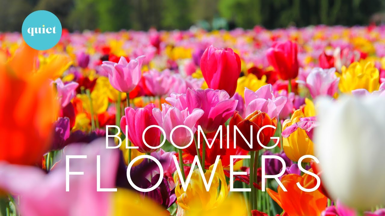 4K Blooming Flowers Time-Lapse | Nature Scenery for Relaxation with calming Music