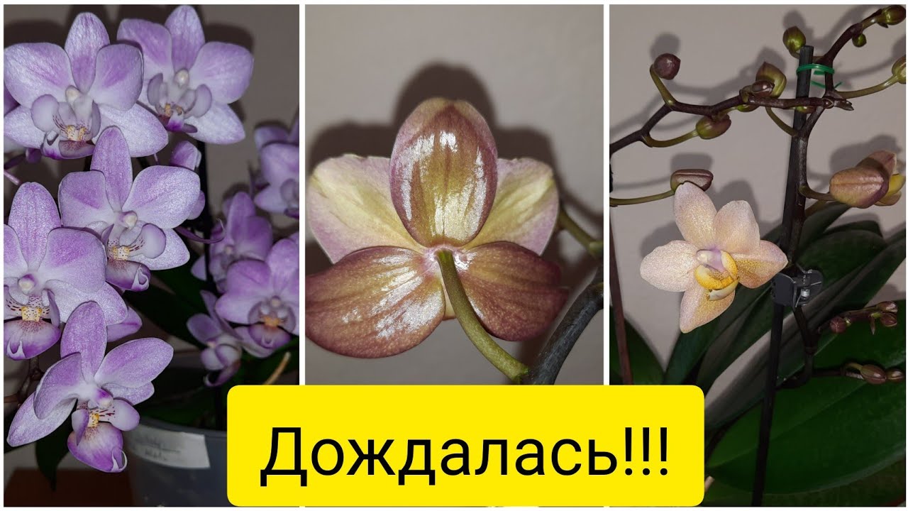 Обзор и уход. Перое Цветение 3х орхидей!  Скентион, фабрика, Монако, Lieke 26.12.2021 г.
