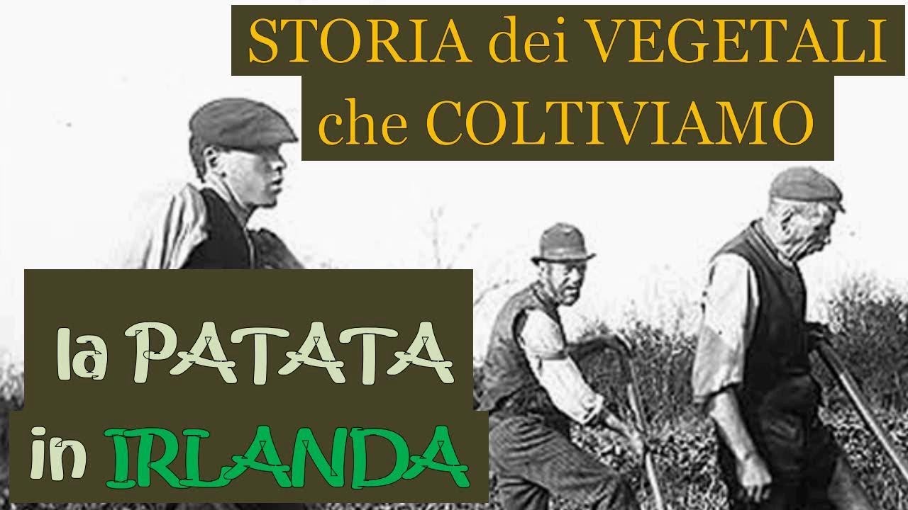 La Storia ed il Cibo che coltiviamo: la patata in Irlanda
