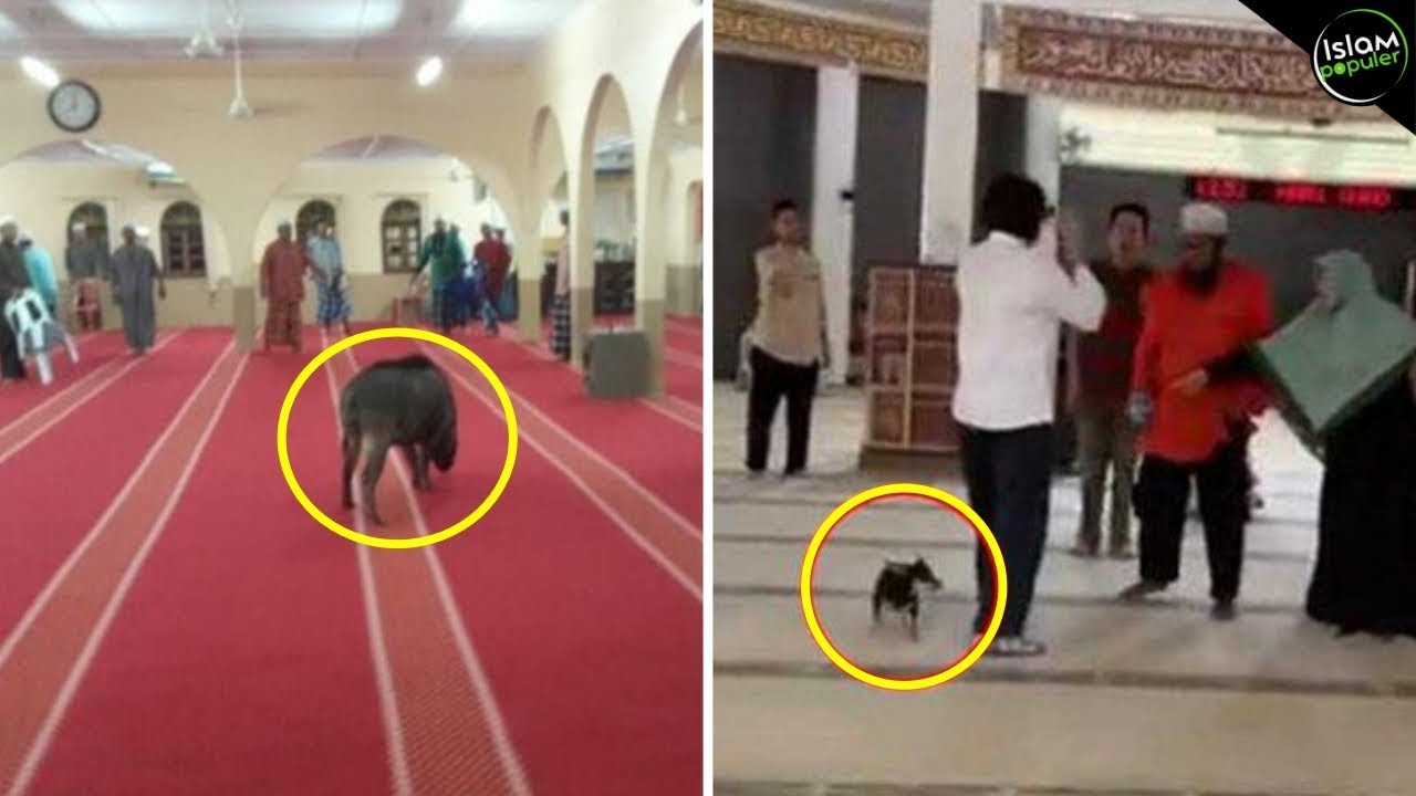Ketika Hewan Ini Masuk Masjid, Begini Respon Jamaah!