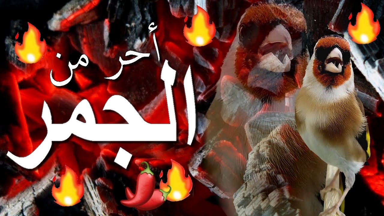 أخرج حسونك من صمته واكتشف التغاريد المخفية لديه.. بتبتة رهيييبة وتحفيز خرااااافي (بتبتة+ستستة)