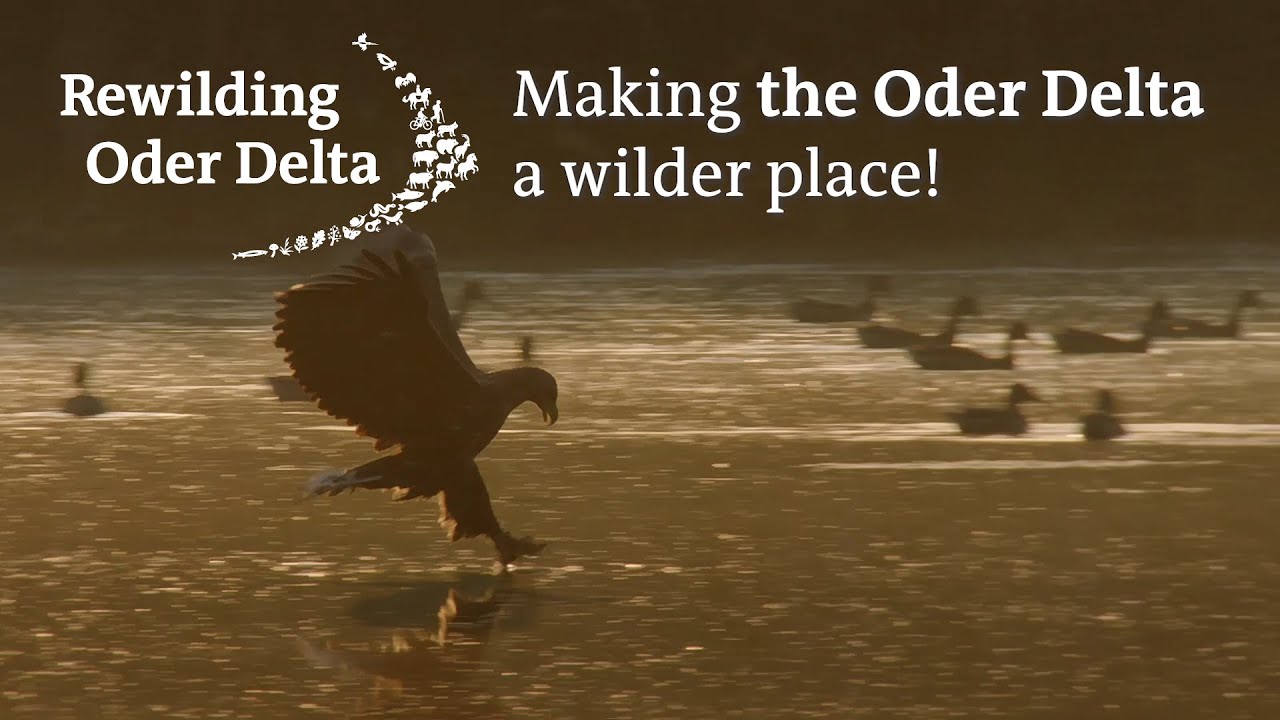 Rewilding Oder Delta - Let's make the Oder Delta a wilder place!