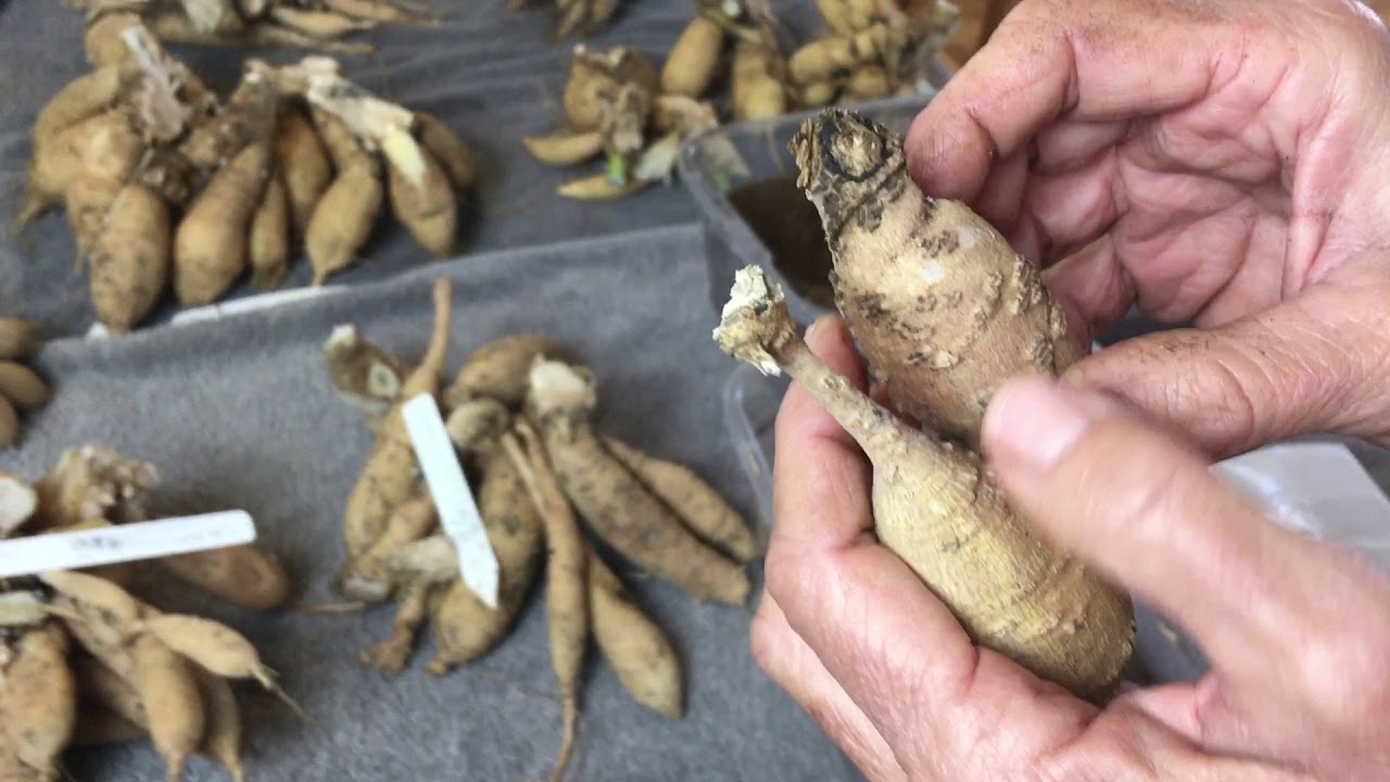 90. Как я храню клубни георгинов зимой.