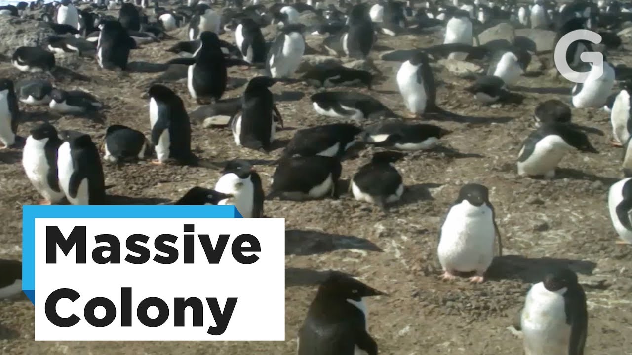 Huge Penguin Colony Discovered in Antarctica