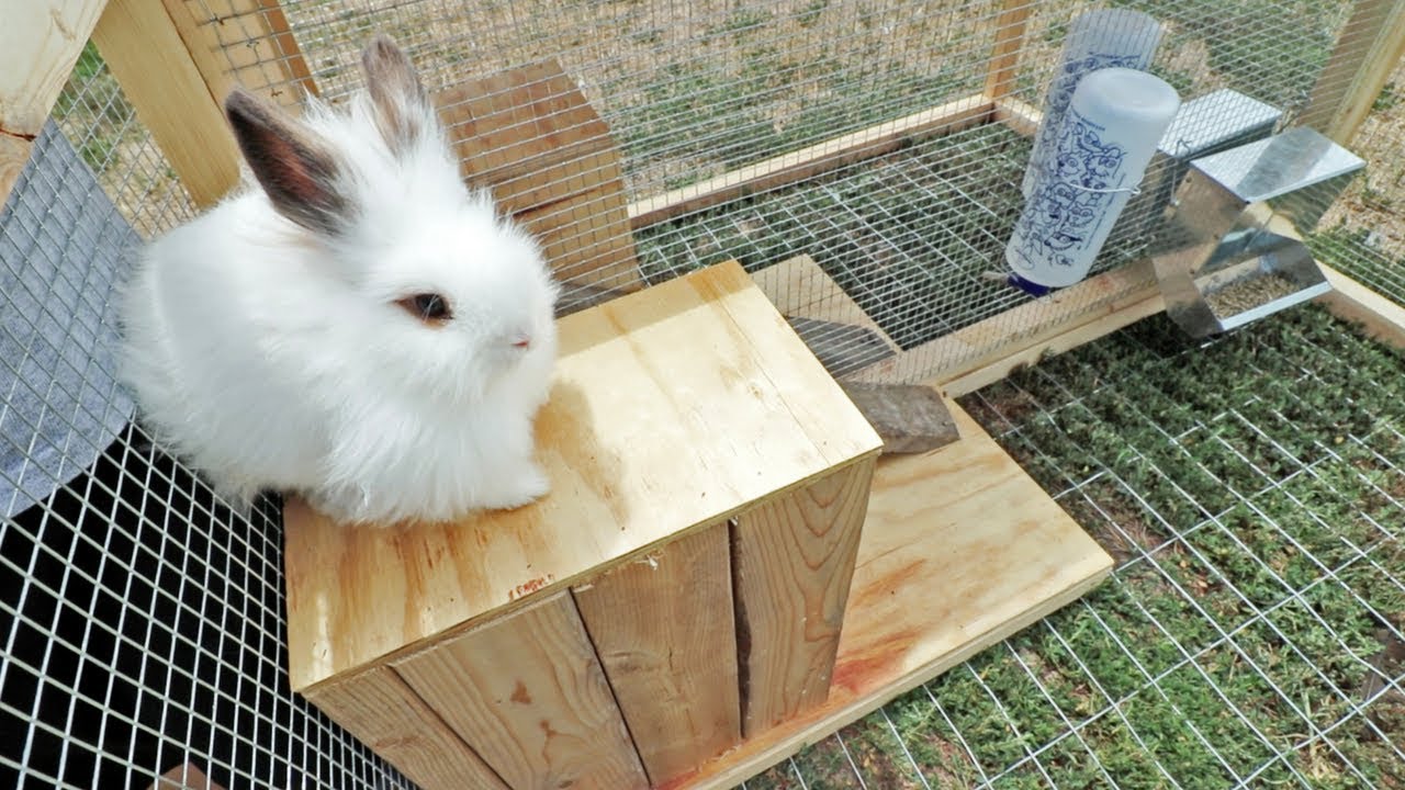Will these lionheads like their RABBIT TRACTOR?
