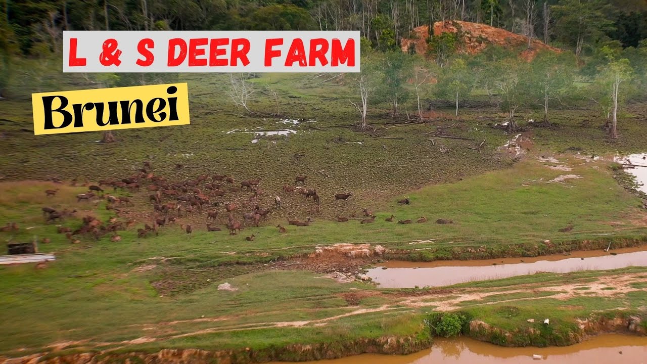 First Deer Farm in Brunei | L & S Farm | Tutong | Cinematic Shot | 4K