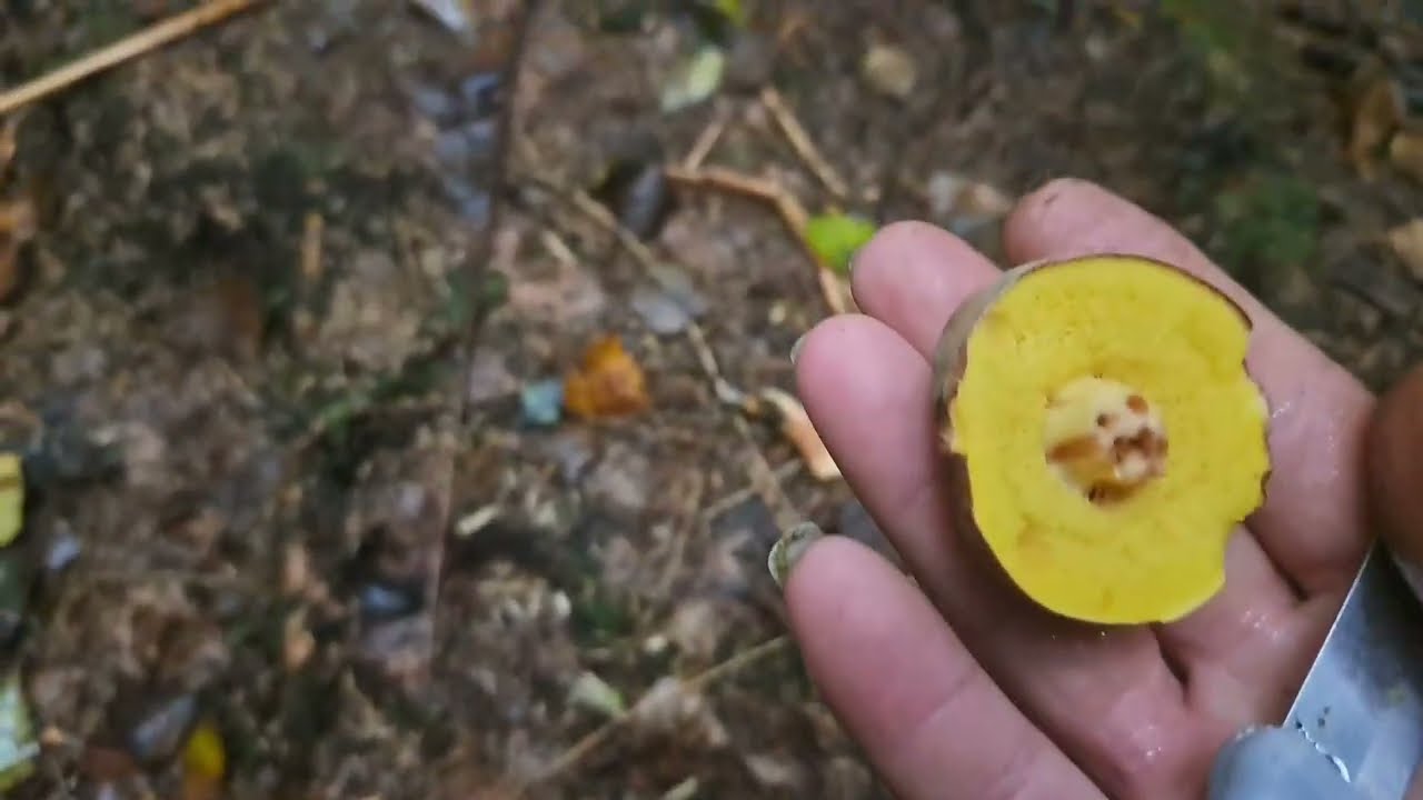 Грибник. 😊 Прогулка с юмором 🤪7.10.2025