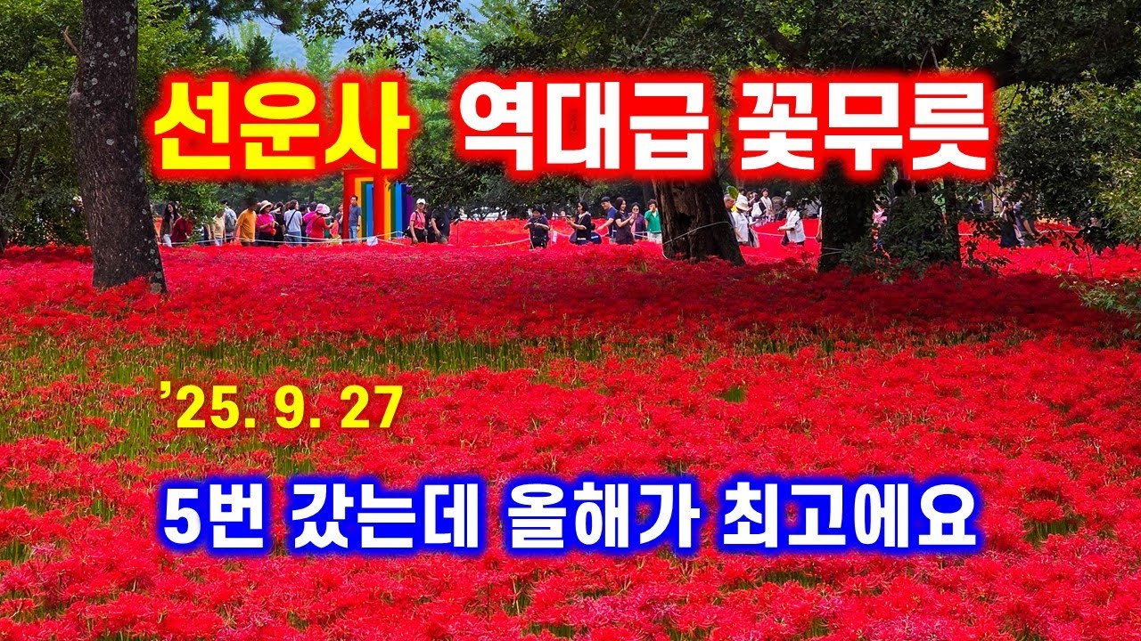 역대급 선운사 꽃무릇 - 5번 갔는데 올해가 최고에요 - 해산강트래블(海山江 travel)