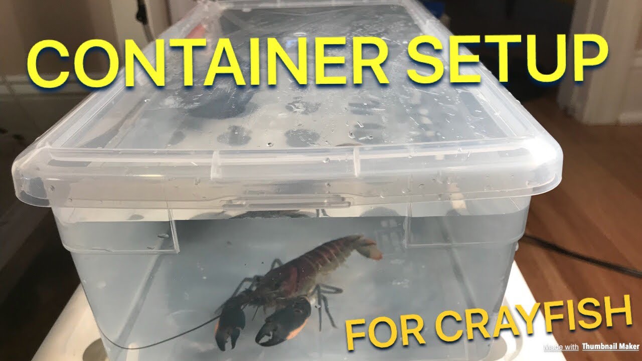 Create a Container Setup for CRAYFISH! Tutorial | Crayfish Setup | HOW TO
