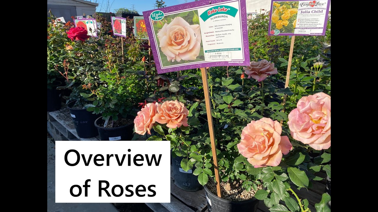 Overview of Roses