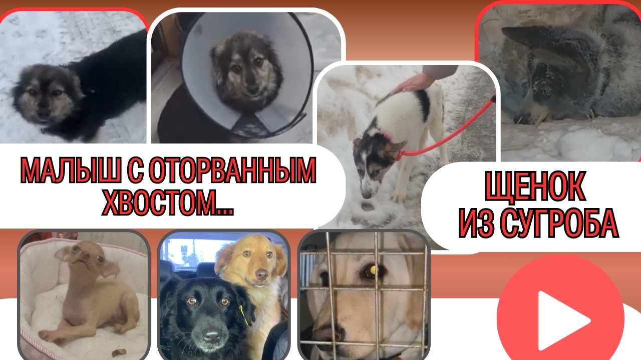 О тех, кому не дали умереть!