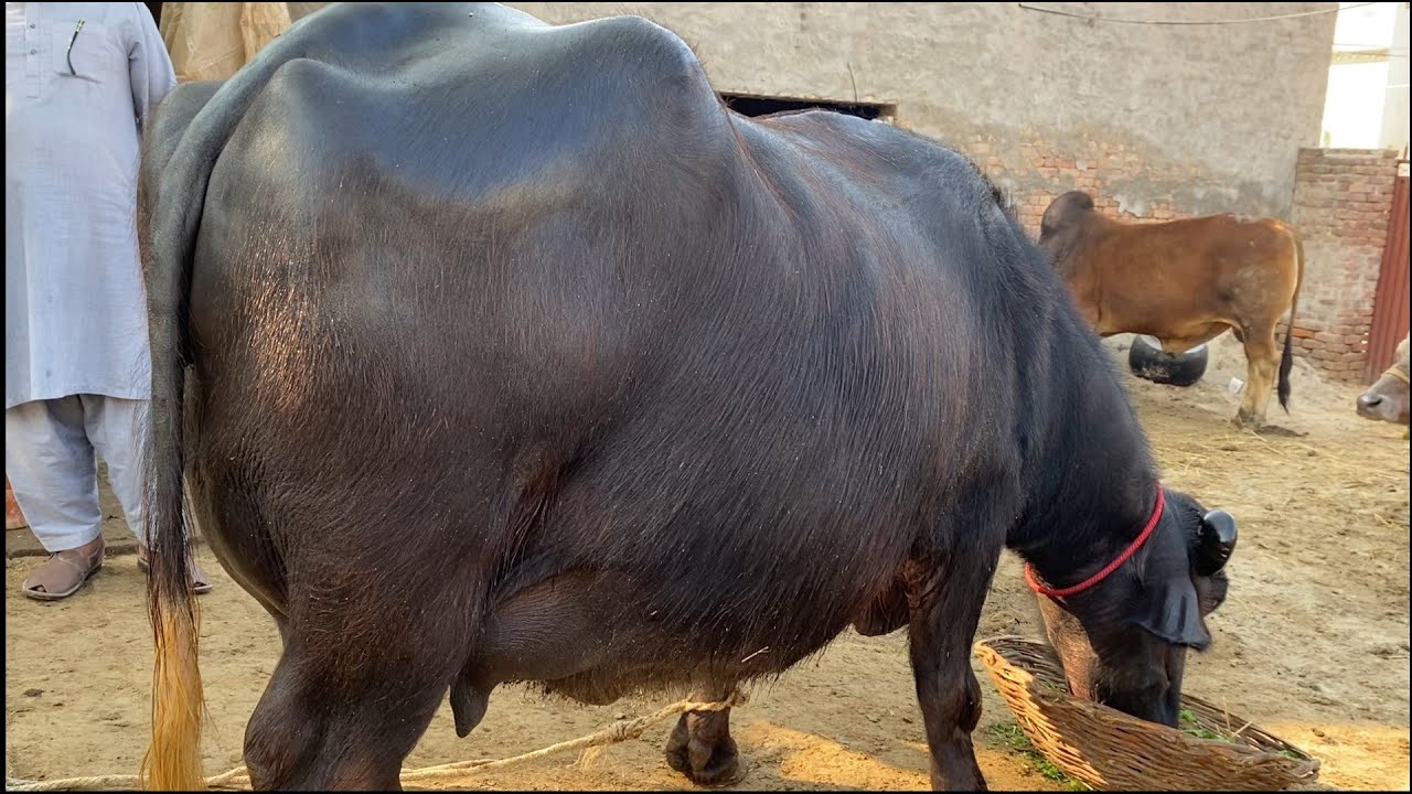 Buffalo for sale in Punjab Pakistan YouTube second timer/22/2/2026