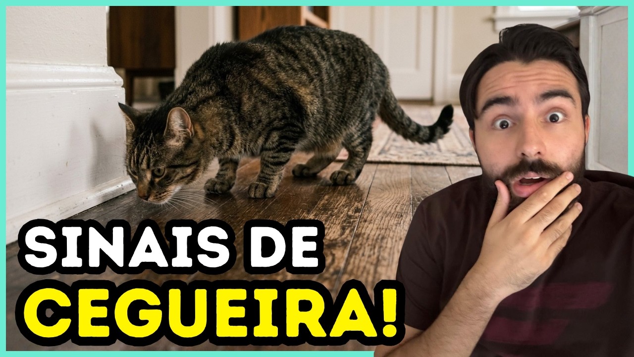 Se o Seu Gato Fizer ISSO, Ele Está Ficando CEGO!