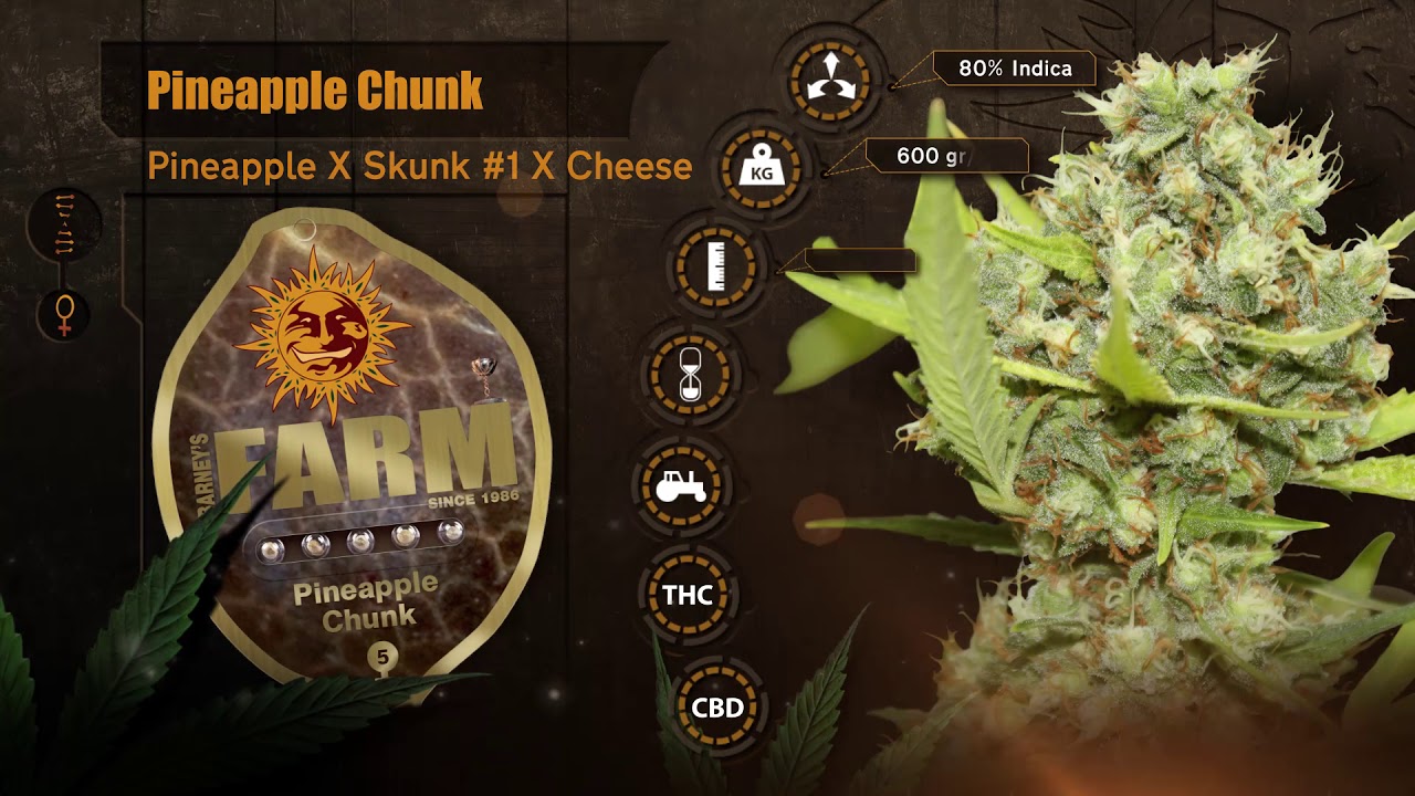 Barneys Farm Pineapple Chunk