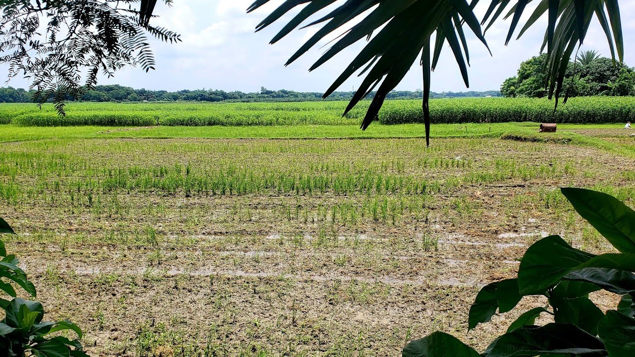 ফরিদপুর জেলার সদর থানার মধ্যে বাংলো বাড়ি বা বাড়ি বানানোর জন্য সুন্দর একটি জায়গা | ৩৫ শতাংশ জমি..