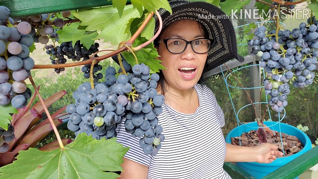 TOUR SA UBAS SA PASO🍇 🍇 Maraming Bunga!🍇Pwede Kya Ang No Lateral Pruning? Potted Grapevines Overload