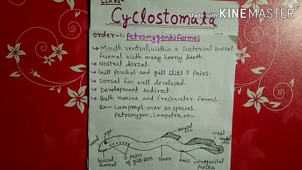 Class cyclostomata explained in Hindi