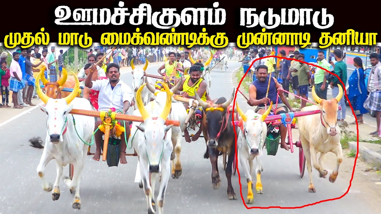 ஊமச்சிகுளம் நடுமாடு 