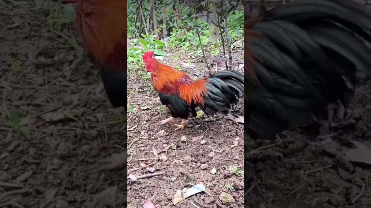 Tiếng gà tre gáy 