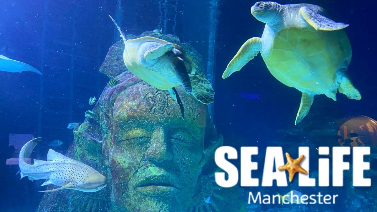 SEA LIFE Manchester Vlog October 2021