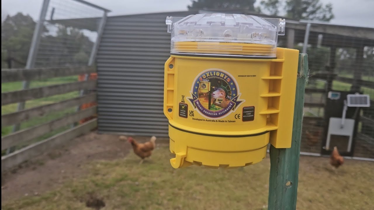 Fox lights stop your chickens from being killed by foxes