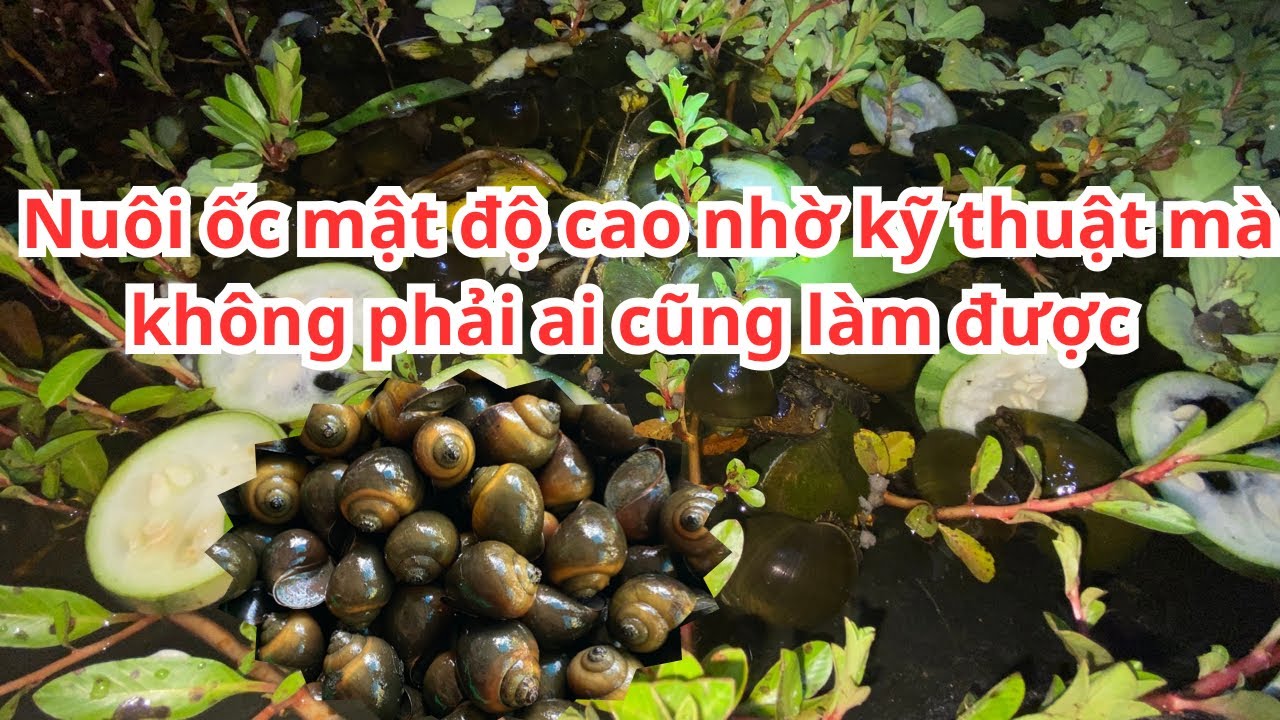 Nuôi ốc mật độ cao. Kín hồ