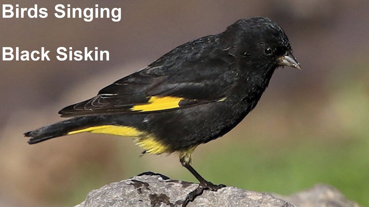 Birds Singing - Black Siskin - Sounds of Nature