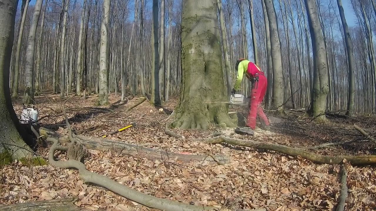 Ťažba dreva, Výrub hrubších bukov a počasie nám praje, Logging in Slovakia, Skidder LKT 81Turbo