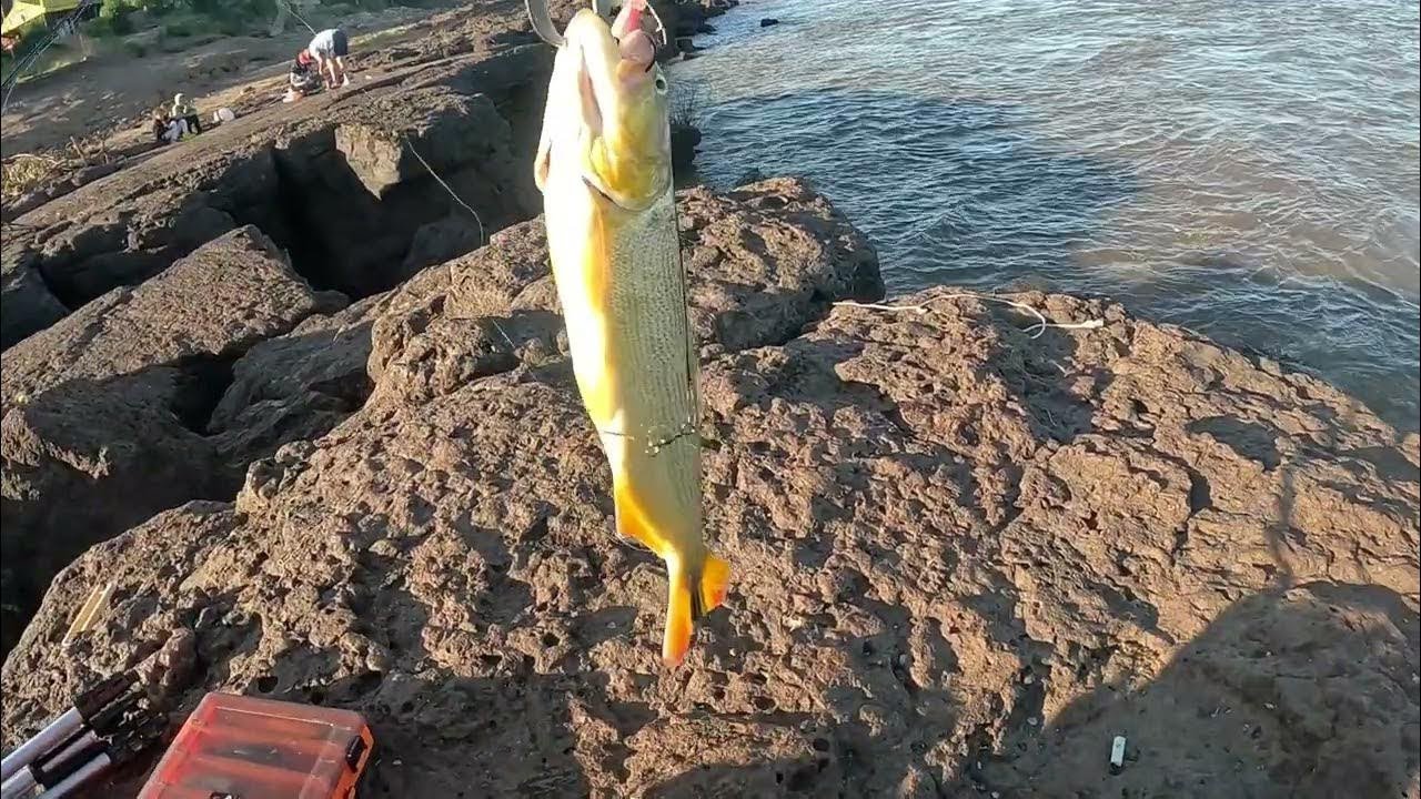 PESCA DE DORADILLOS EN EL R&Iacute;O URUGUAY, SALTO GRANDE Y SALTO CHICO, DE COSTA Y EMBARCADO.