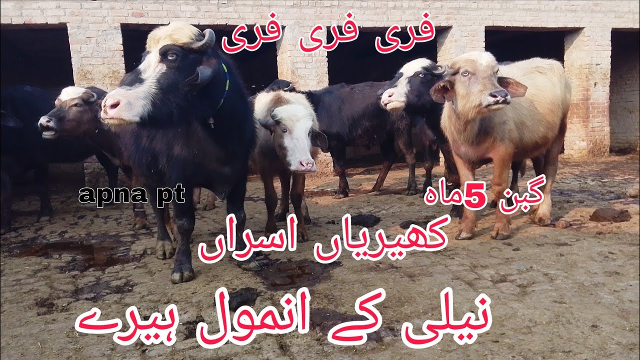 پیور نیلی کی منہ سے کھیری جھوٹیاں برائے فروخت neeli ravibaflo far sale you tube pakistan