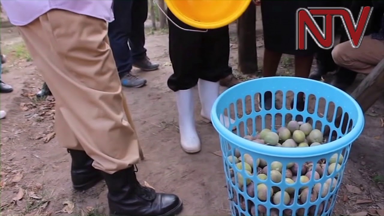 President Museveni's drip irrigation experiment bares fruit