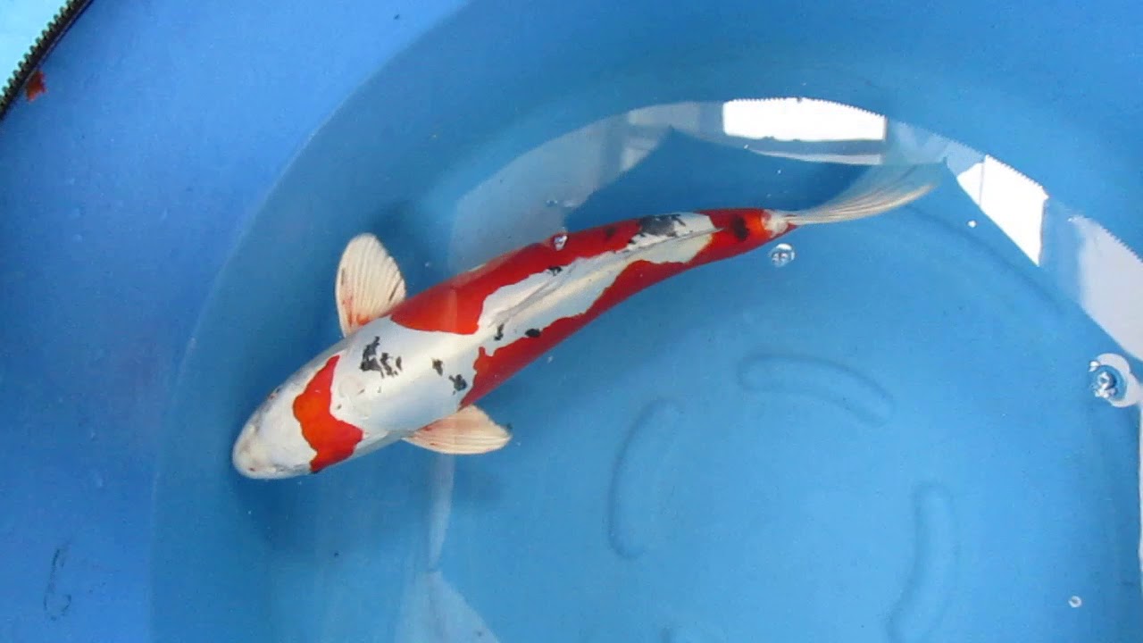 Zoo-Flottmann