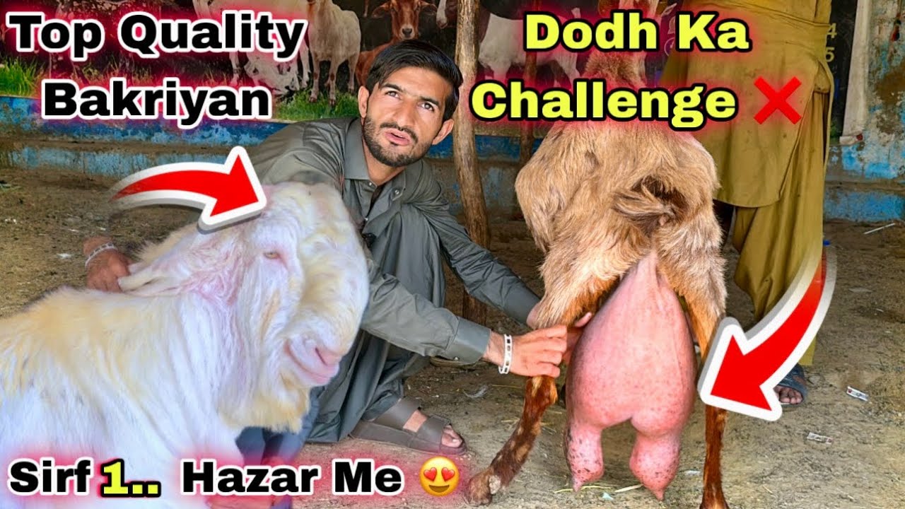 Ramzan Ki Liye Dodh Wali & Bacho Wali Bakriyan 😍 | Karachi Ki Sasti Bakra Mandi 🍀