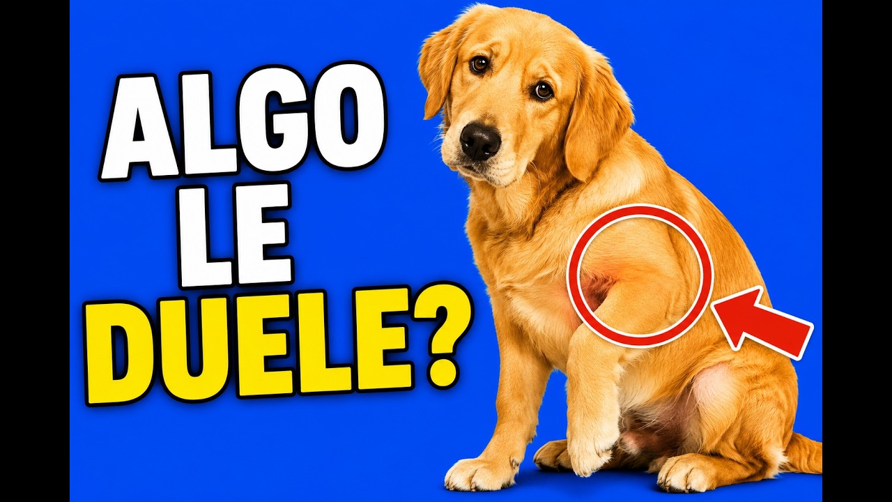 16 Señales de que tu perro ESTA SUFRIENDO 