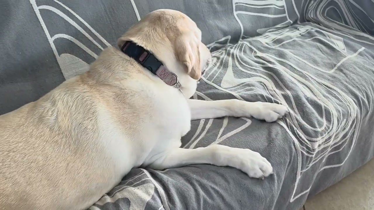 Labrador Retriever chewing 
