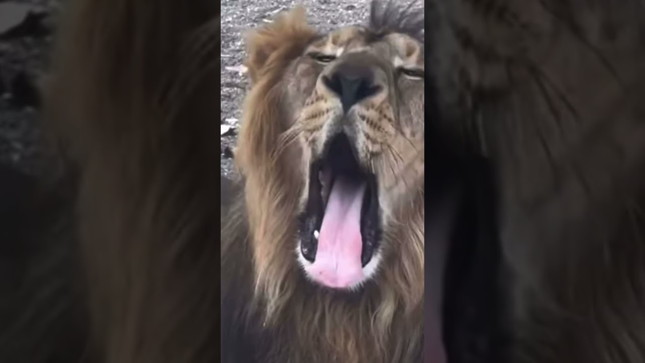 ગીર નો સિંહ lion of gir#wildlife#jungle#shorts