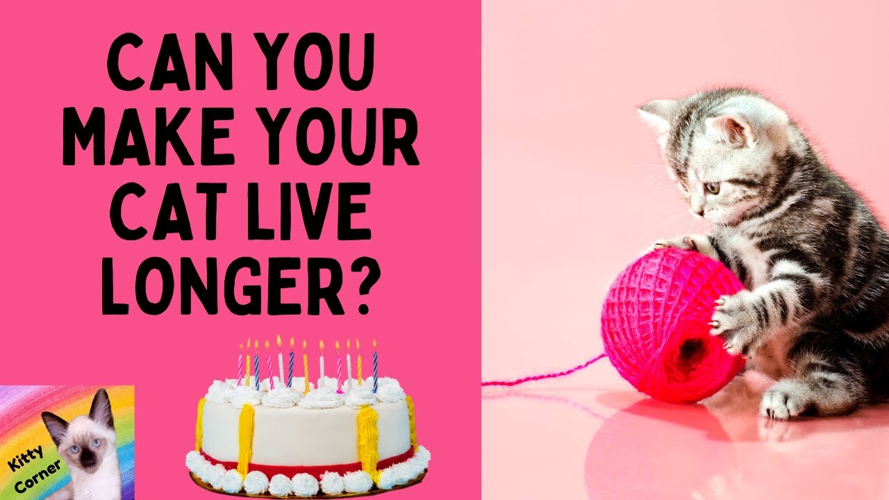 Can You Make Your Cat Live Longer? #shorts (Kitty Corner Channel, Cat Facts)