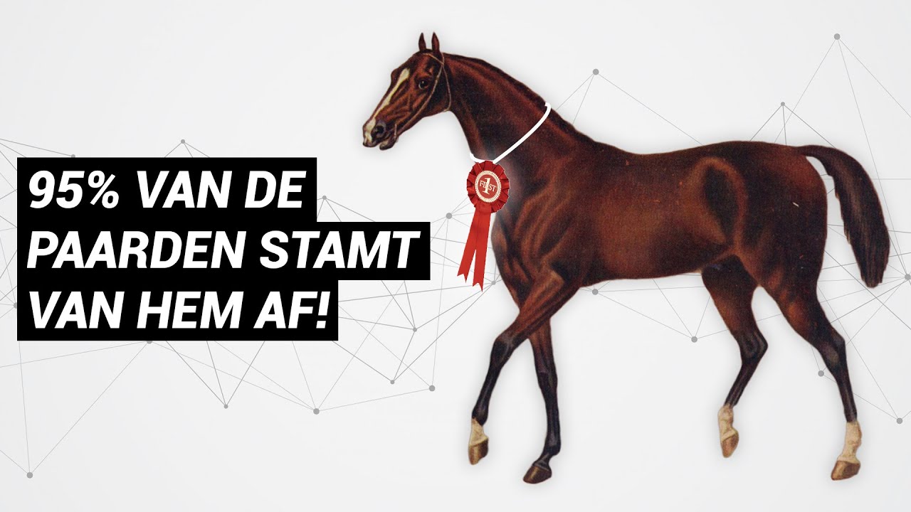Waarom hebben racepaarden bloedende longen? 🩸