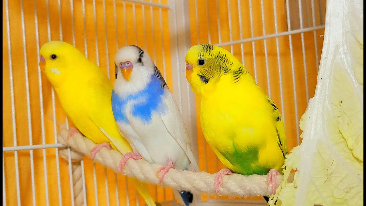 10 Hr Happy Singing & Eating Parakeet Budgies Birds, Reduce Stress of Lonely Quiet Birds